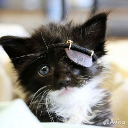 Котята, кошечки, котики инвалиды в добрые руки