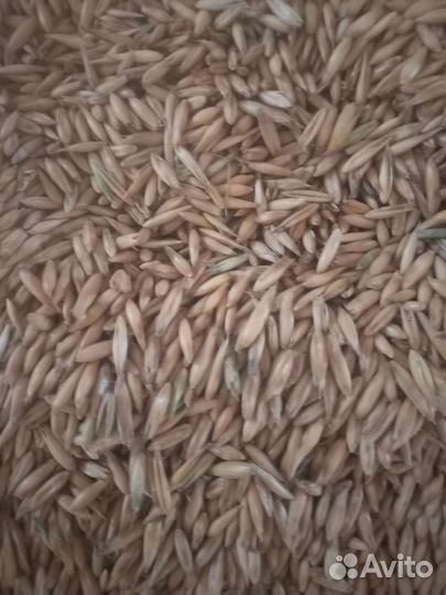 Зерно овес, пшеница, ячмень