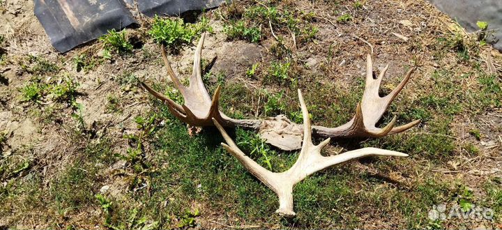Продам рога лося