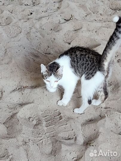 Котик подросток