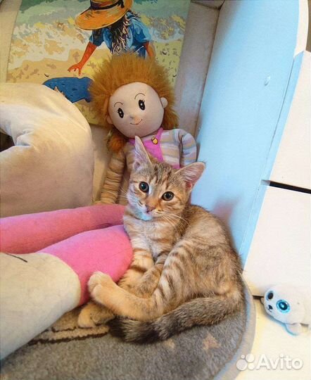 Рыжеватенький котенок (девочка) Луччи