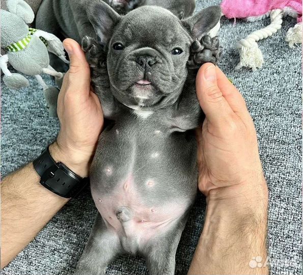 Французский бульдог