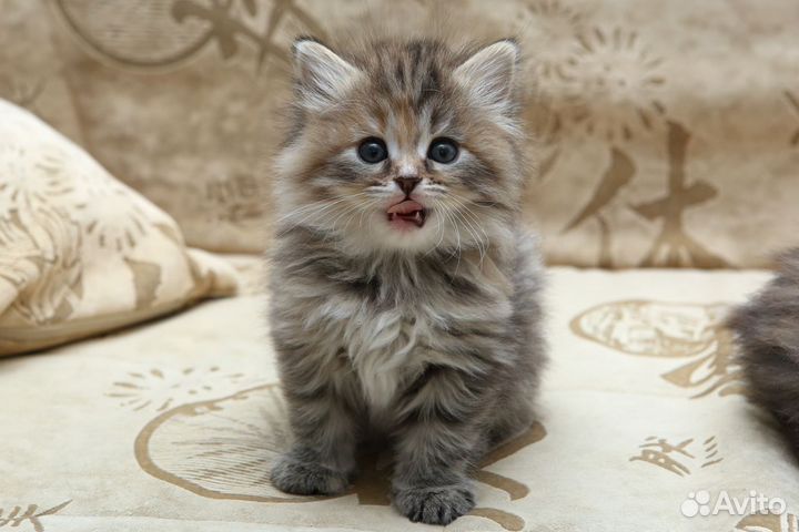 Золотой ребенок для Золотой мамы