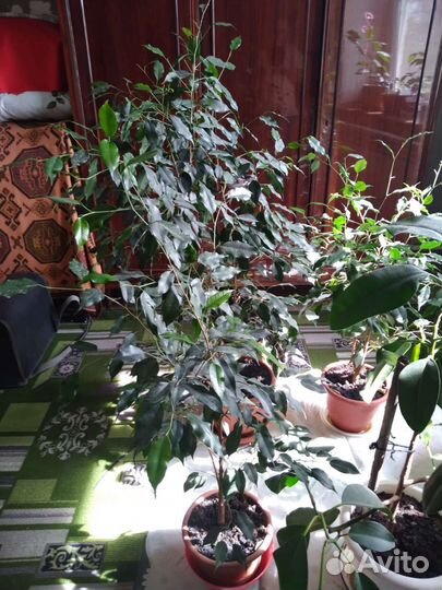 Комнатные цветы шефлера