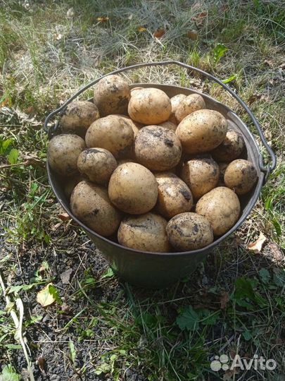 Продам огурцы,лук, картофель, помидоры, морковь