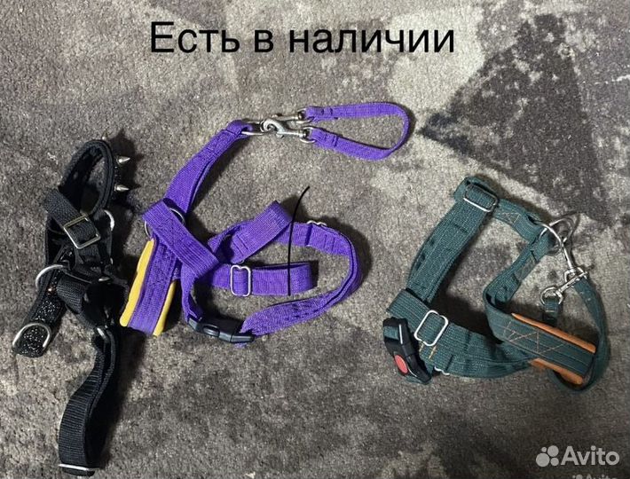 Амуниция для собак