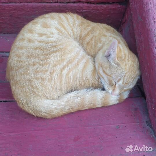 Котенок мальчик бесплатно