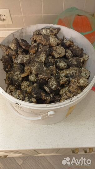 Топинамбур