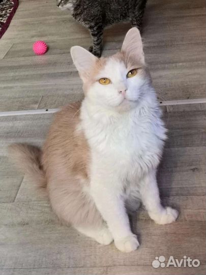 Том ищет дом