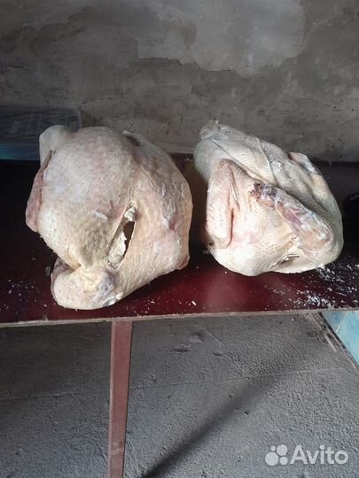 Мясо индейки