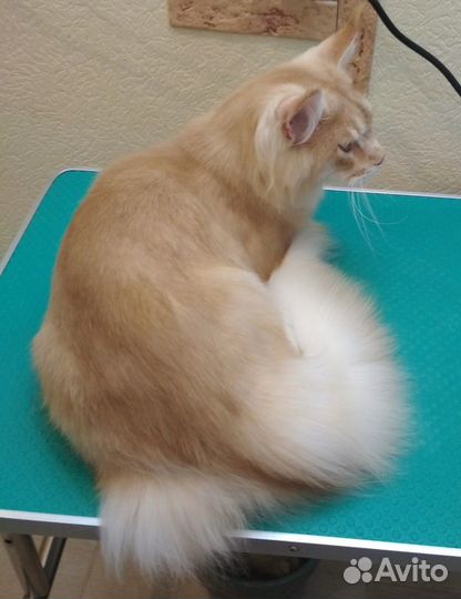 Стрижка кошек Кемерово