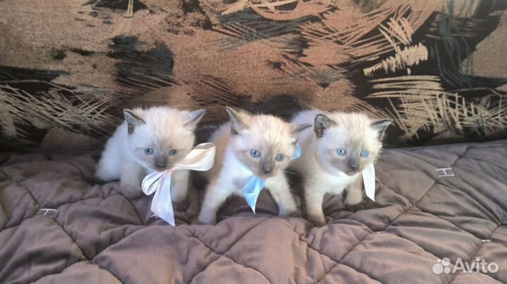 Тайские котята