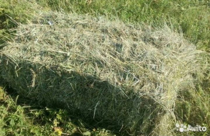 Продам сено