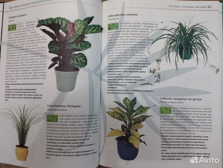 Энциклопедия комнатных растений