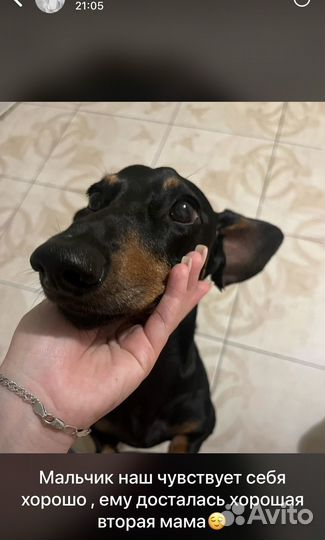 Передержка животных