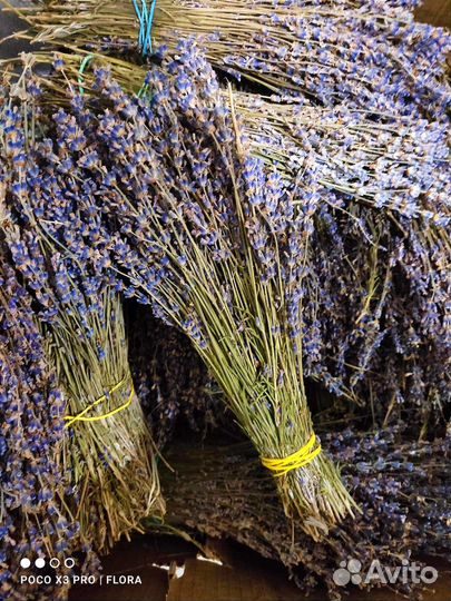 Лавандa сушеная