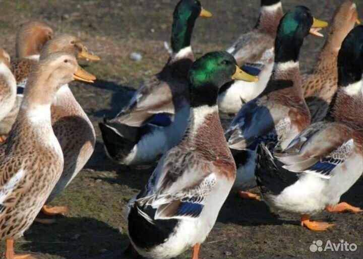 Утки башкирские