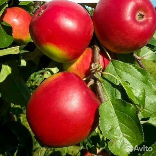 Яблоня летняя Ред Фри