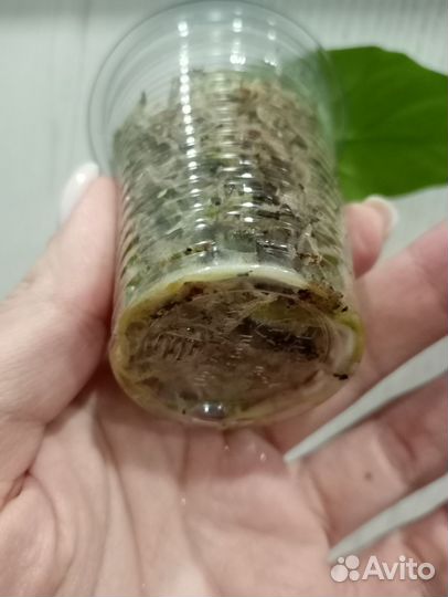 Сингониум империал Еллоу