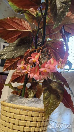 Тростниковая бегония