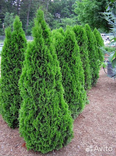 Туи из питомника