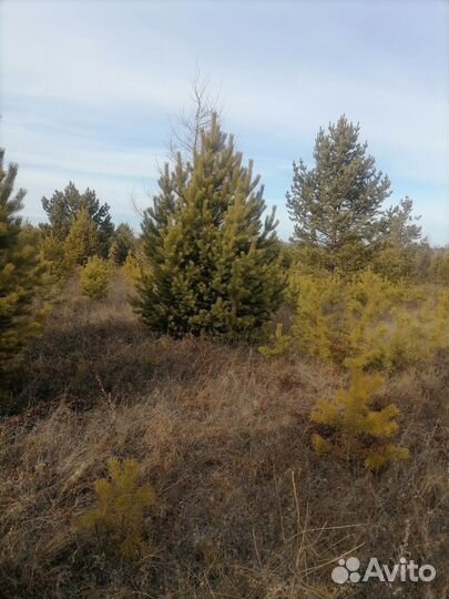 Натуральная Ёлка (сосна)