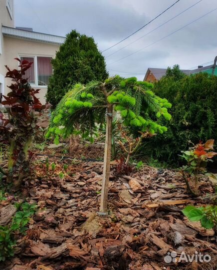 Мульча кора лиственницы