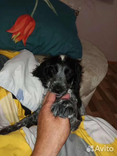 Русский спаниель