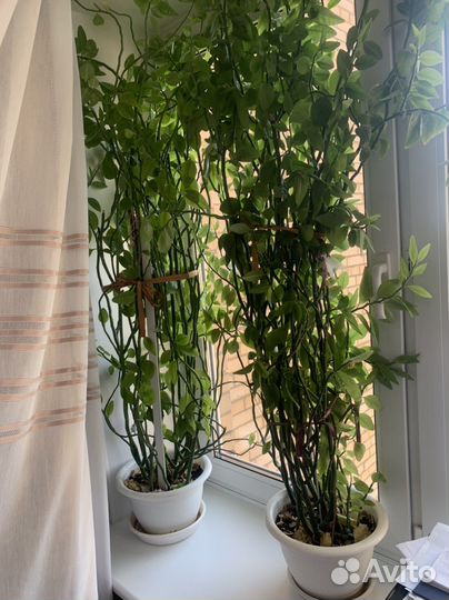 Продам цветы Педилантус