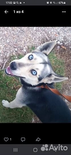 Сибирский хаски