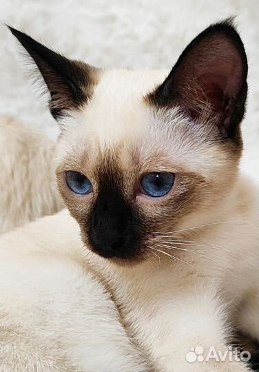 Тайские котята
