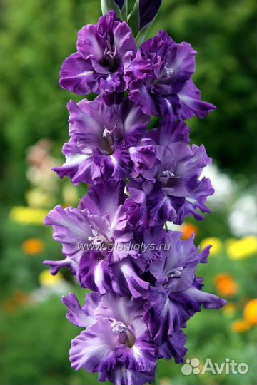 Гладиолусы луковицы