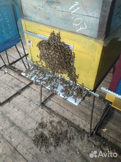 Пчелосемьи с маткой 22 года карника бакфаст