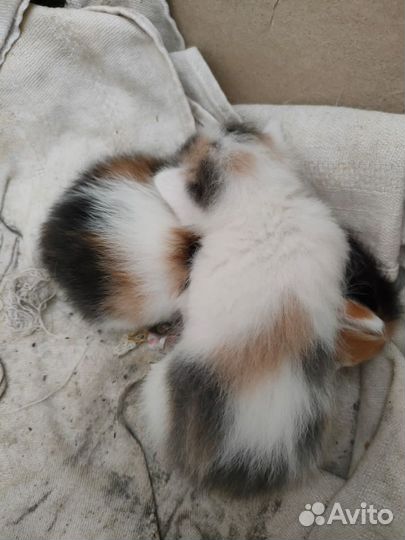 Трёхцветные котята в добрые ручки