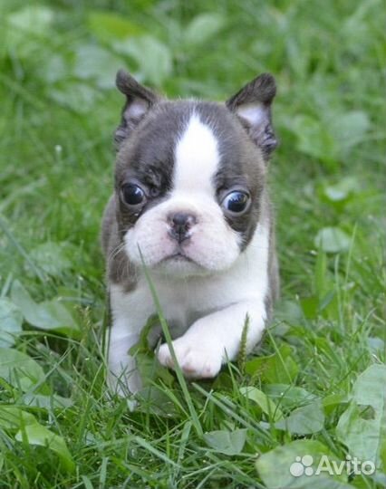 Бостон терьер щенки