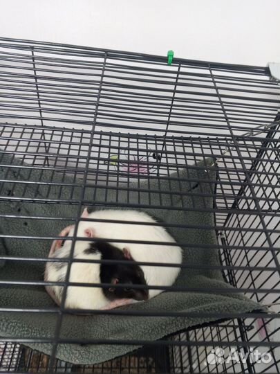 Клетка и крыски. Две девочки