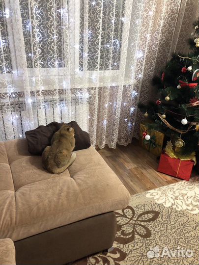 Ищем кошку для вязки