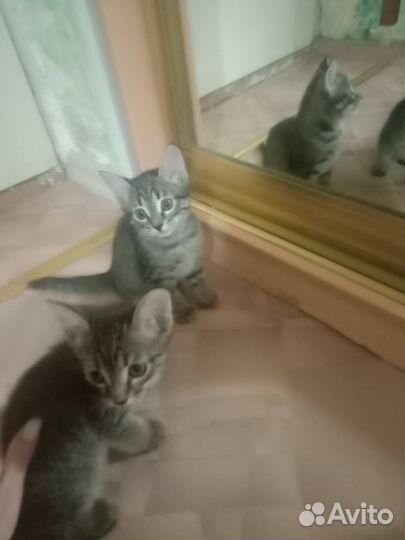 Отдам в добрые руки котенка.Девочка