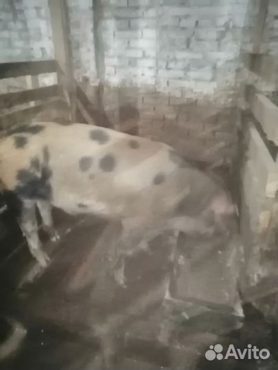 Продам молодого хряка