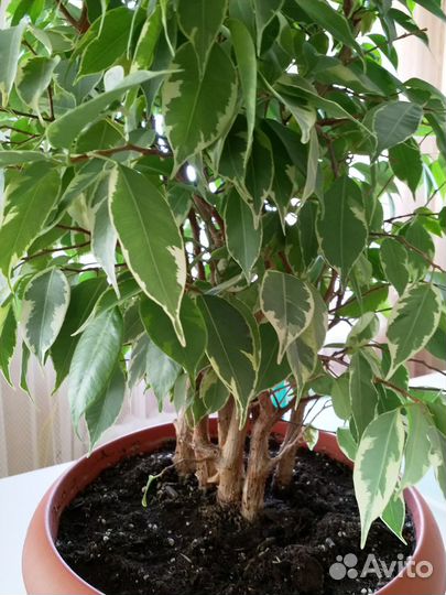 Продам цветы комнатные