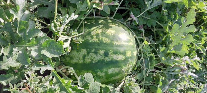 Арбуз