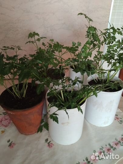 Петрушка зелень