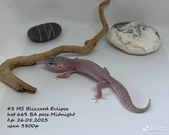 Геккон эублефар