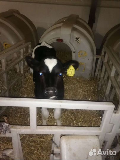 Бычки телки