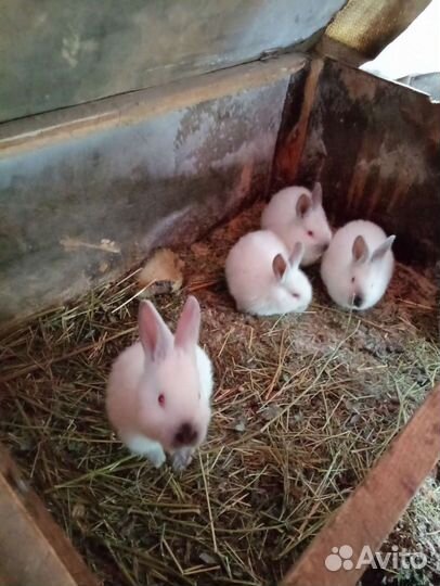 Калифорнийские кролики