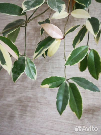 Хойя карноза