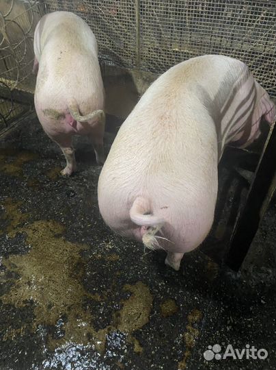 Супоросные свиноматки, см1, дюрок, ландрас