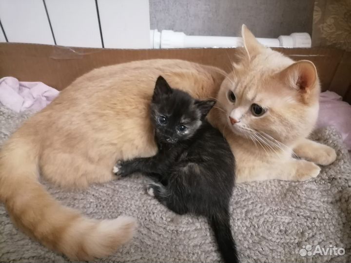 Котята