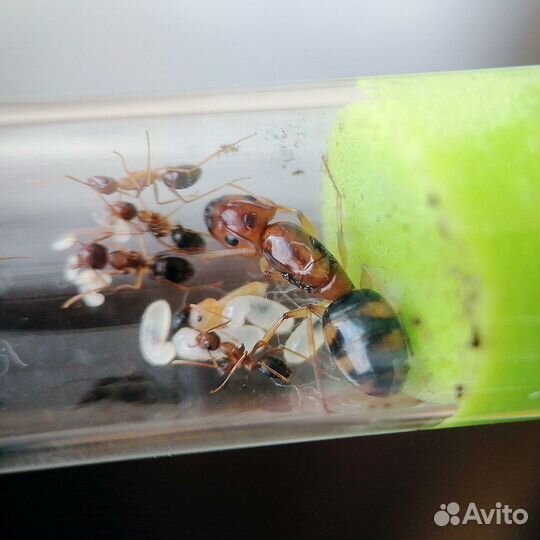 Муравьи для фермы (всё в наличии)