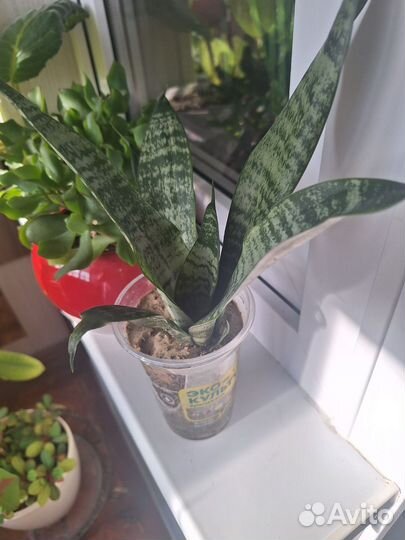 Сансевиерия